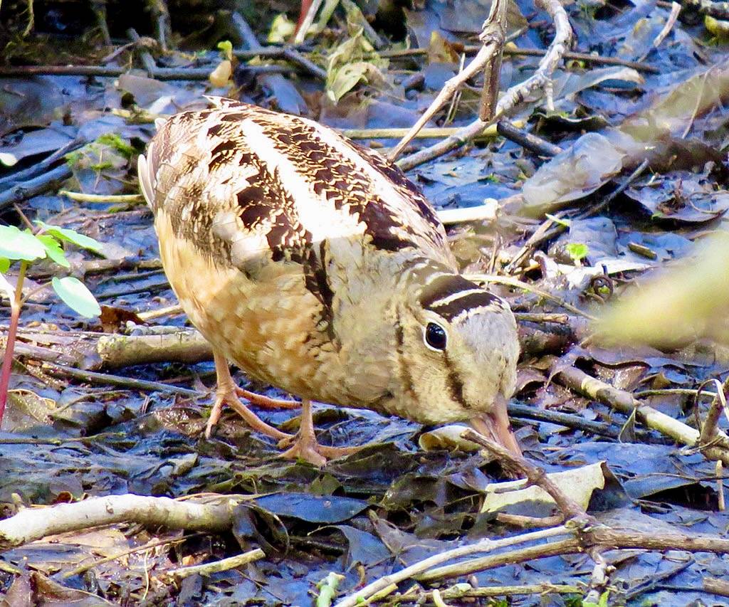 American Woodcock by don r faulkner is licensed under CC BY-SA 2.0.